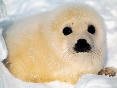 baby_seal_1024_thumbnail.jpg